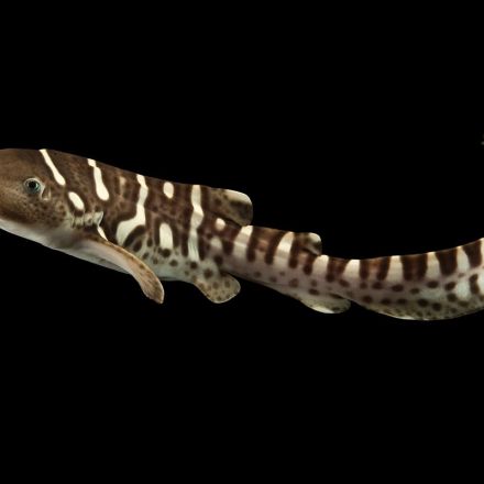 Female shark learns to reproduce without males after years alone