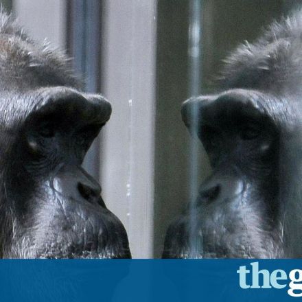 Apes can guess what others are thinking - just like humans, study finds