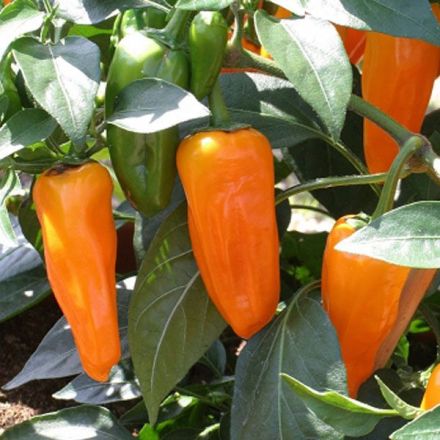 Eat hot peppers for a longer life?