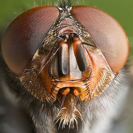 Insects Are Conscious and Egocentric