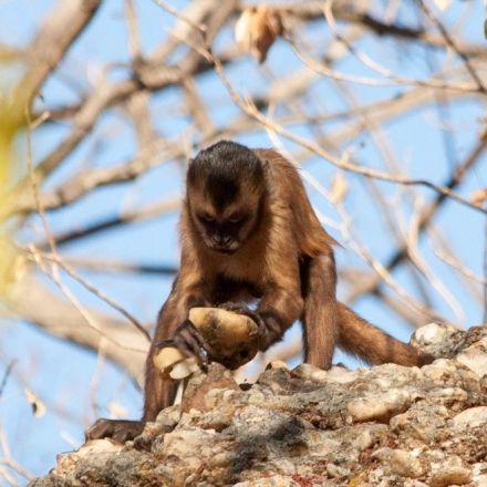 Rock-Smashing Monkeys Unintentionally Make Sharp Stone Tools