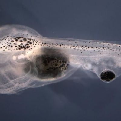 Blind tadpoles learn visually with eye grafted on tail