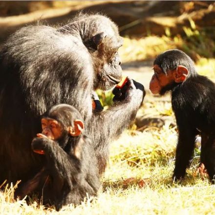 Chimpanzees recognize each other’s butts the way we recognize faces