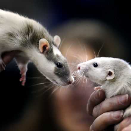 The Case For Leaving City Rats Alone