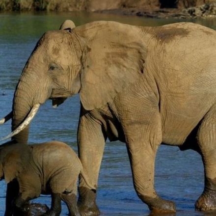 China announces ban on ivory trade by end of 2017