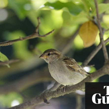 'Catastrophe' as France's bird population collapses due to pesticides