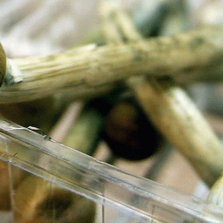 Tiny doses of magic mushrooms can boost your problem-solving skills