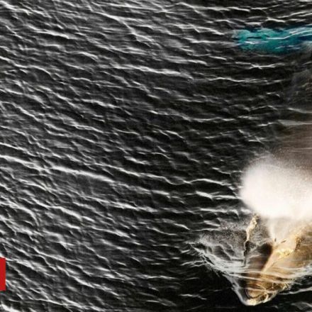 Japan to restart commercial whale hunts