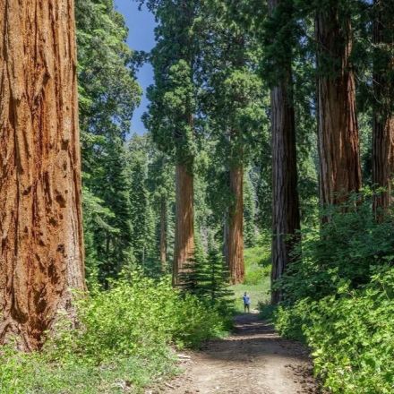 World's Largest Privately-Owned Giant Sequoia Grove Is for Sale
