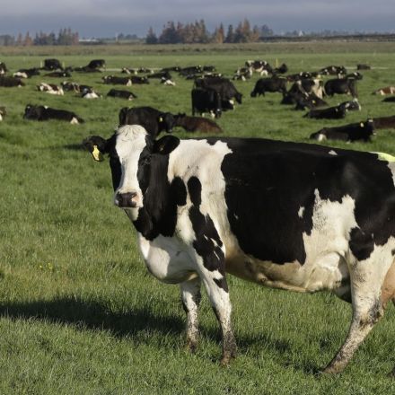 New Zealand angers its farmers by proposing taxing cow burps
