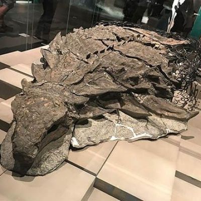 ‘Dinosaur mummy’ unveiled in Canada museum, 3000 lbs when alive, still weighs 2500 lbs after ages