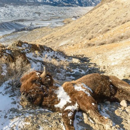 The Government Won’t Let Me Watch Them Kill Bison, so I’m Suing