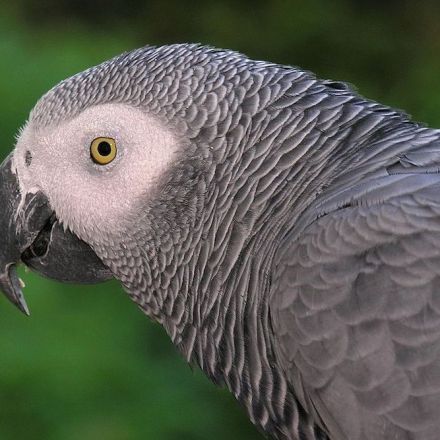 An intelligent parrot used Alexa to play music and order food from Amazon