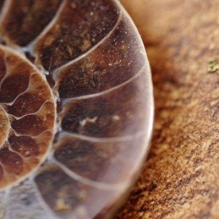 A Scientist Discovers 2,000-Million-Years-Old Prokaryotic Microfossils in India