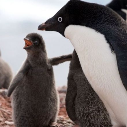 Penguins die in 'catastrophic' season