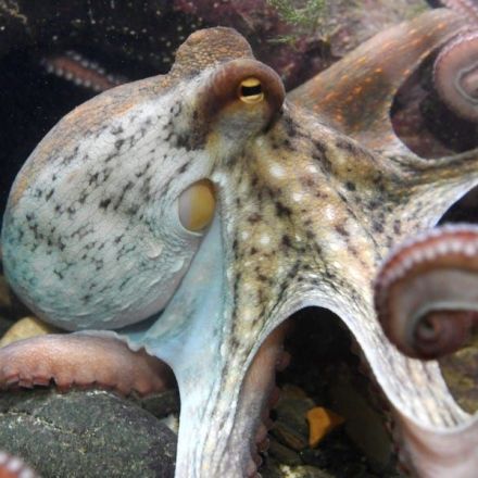 Octopuses, crabs, and lobsters will be recognized as 'sentient beings' in UK after a review concluded they feel pain and distress