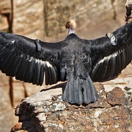 Once Nearly Dead As The Dodo, California Condor Comeback Reaches 1,000 Chicks