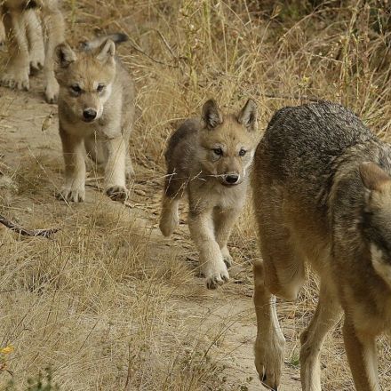 Researchers have identified a new pack of endangered gray wolves in California