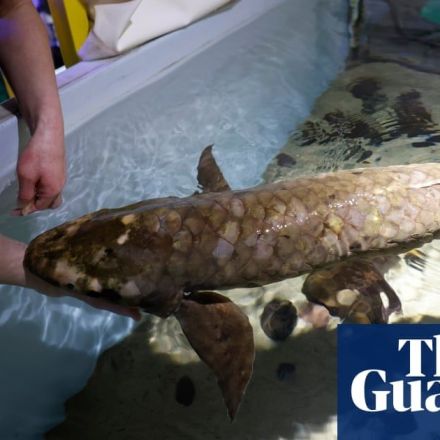 Methuselah: oldest aquarium fish lives in San Francisco and likes belly rubs