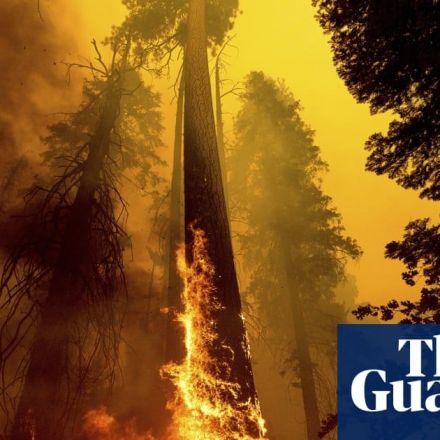 US wildfires have killed nearly 20% of world’s giant sequoias in two years