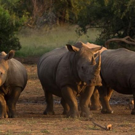 Rhino Poaching Falls by More Than Half in South Africa and Namibia