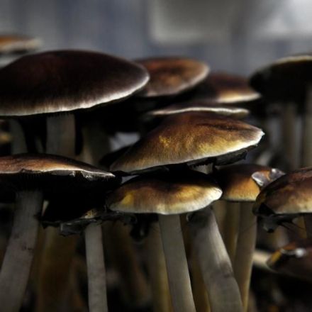 'Magic mushroom' ingredient could work as mental health treatment