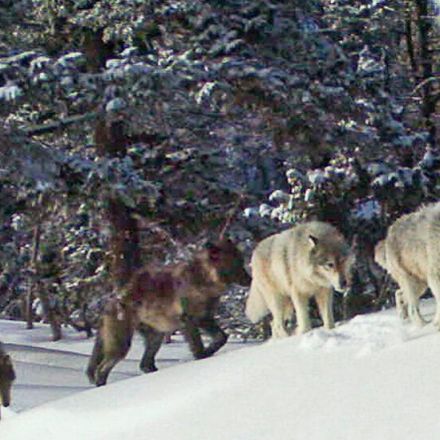 Idaho Senate Approves Bill to Kill 90 Percent of State’s Wolves