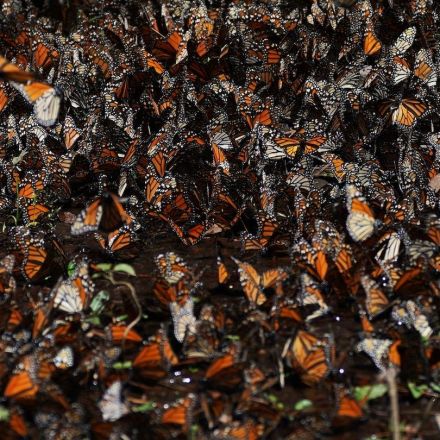 Monarch butterflies lose sanctuary in Mexico as climate changes