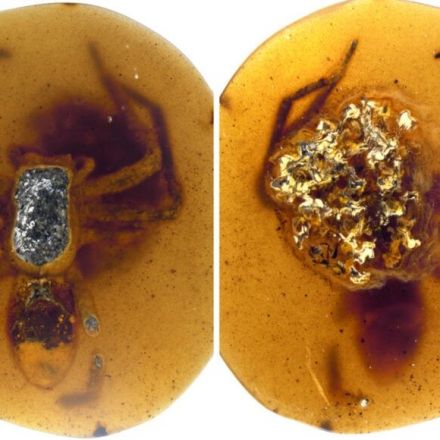 This is the oldest fossil evidence of spider moms taking care of their young