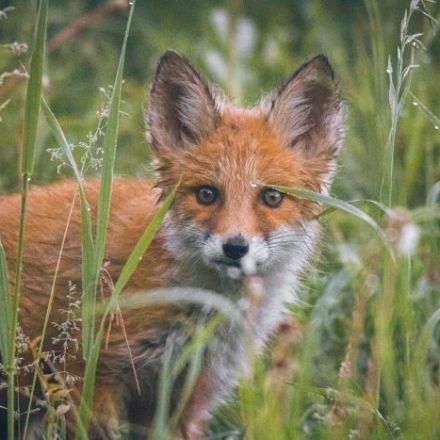 Fox Hunting and What You Can Do to Help Stop It