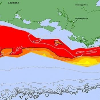 Sea Life Is Suffocating in a 'Dead Zone' the Size of New Jersey