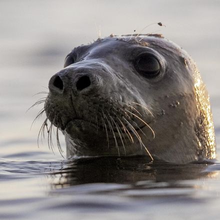 Facial recognition can help conserve seals, scientists say