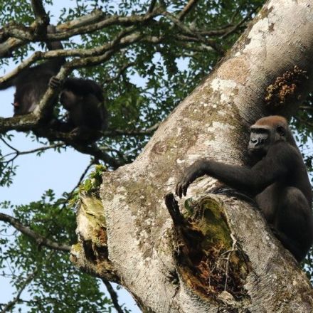 Why Chimps and Gorillas Form Rainforest Friendships