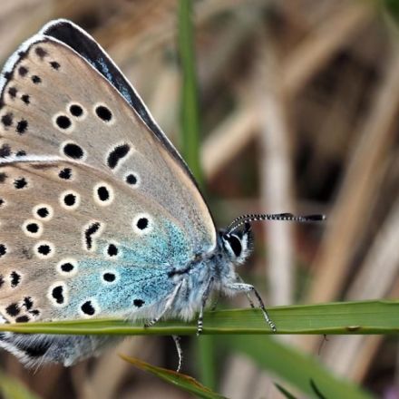 'Extinct' large blue butterfly successfully reintroduced to UK
