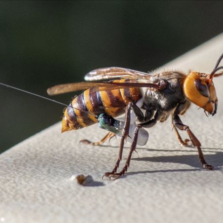 Washington state discovers first 'murder hornet' nest in US
