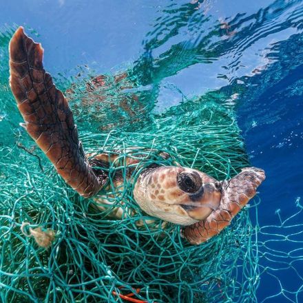 Huge amounts of abandoned fishing gear litter the world's oceans