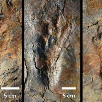Fossil footprints show some crocodile ancestors walked on two legs