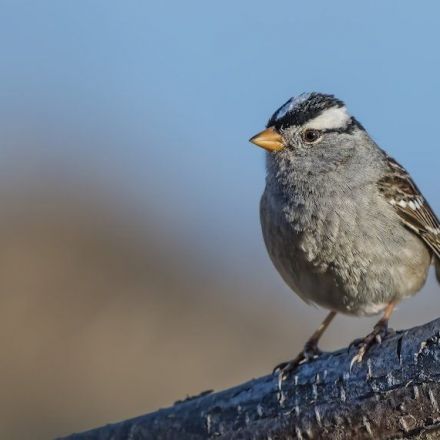 Not just the bees, first-of-its-kind study shows neonics may be killing birds too
