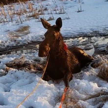 Ice fisher has 2nd thoughts about hunting after rescuing female moose from lake