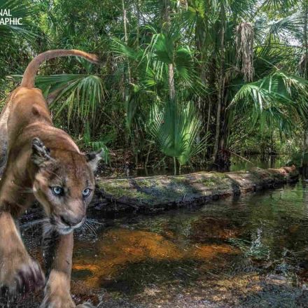 Once Nearly Extinct, The Florida Panther Is Making A Comeback