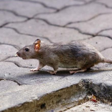 World's first human case of rat disease discovered