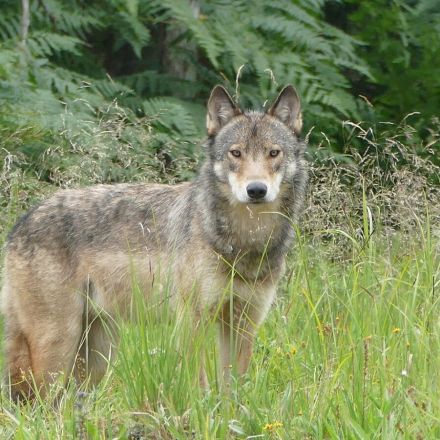 Feds to consider protections for Southeast Alaska's wolves