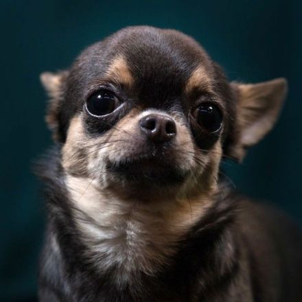 PETA to pay family $49k for euthanizing child’s Chihuahua