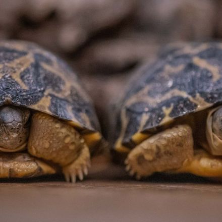 Critically-endangered Madagascan tortoises hatch at Chester Zoo