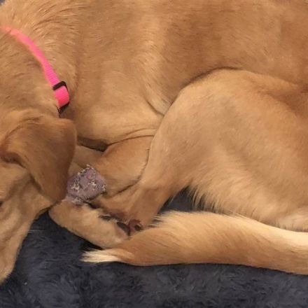 Family adopts neglected dog after she wandered into their home