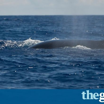 Endangered whales won't reach half of pre-hunting numbers by 2100, study says