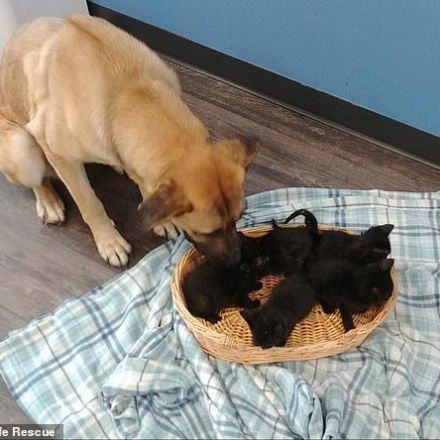 Stray dog cuddles kittens in snow keeping them alive on freezing night