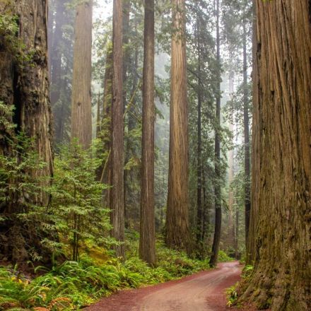 What Are The Tallest Trees In The World?