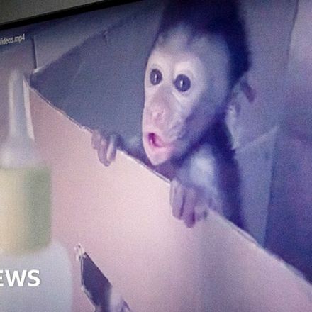 Global network of sadistic monkey torture exposed by BBC