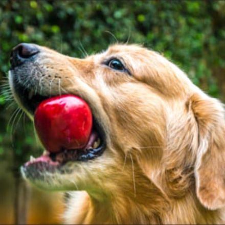 Fruits and Vegetables Dogs Can and Can't Eat